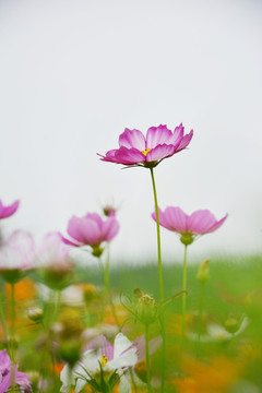 唯美格桑花摄影