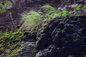 红石峡石头毛草苔藓