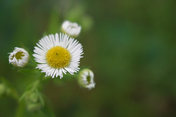 小白菊