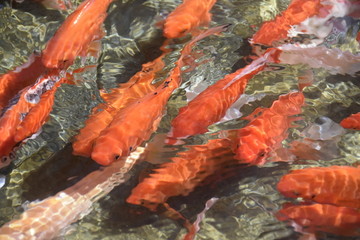 红金鱼