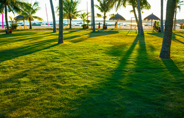 草绿色 草坪 阳光 椰林