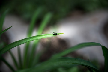 迷途蚂蚁