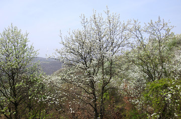春到山谷 白色梨花
