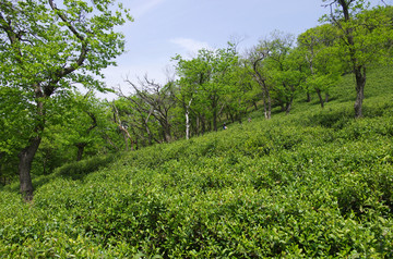 山坡茶园