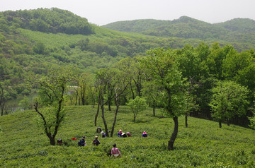 绿色茶山森林