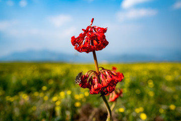 胭脂花