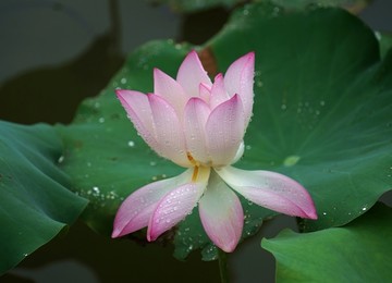 荷花 荷叶 高清 雨荷