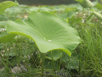 雨后的荷叶