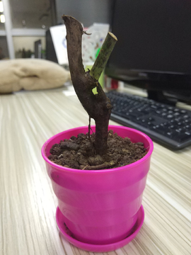玫瑰花