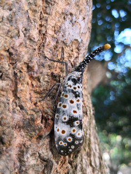 长鼻蜡蝉