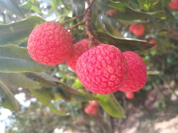 荔枝