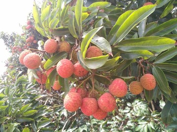 荔枝