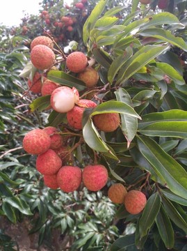 荔枝