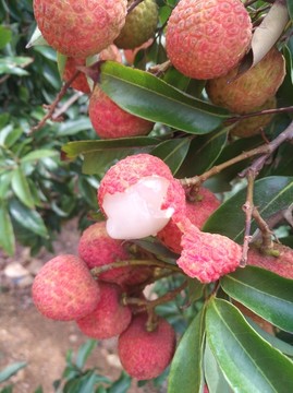 荔枝