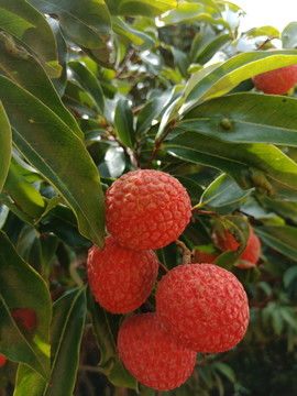 荔枝