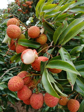荔枝