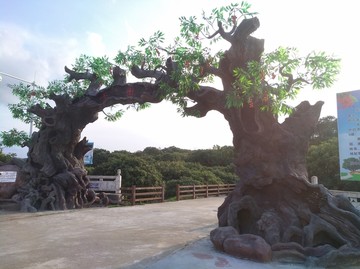 荔枝树