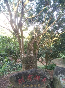 荔枝树