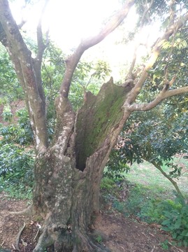 荔枝树