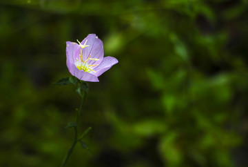 月见草