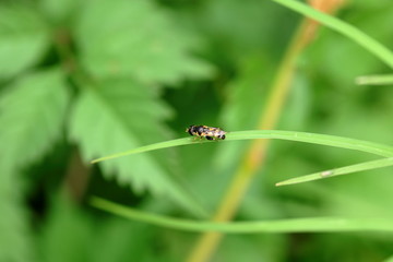 野蜂特写