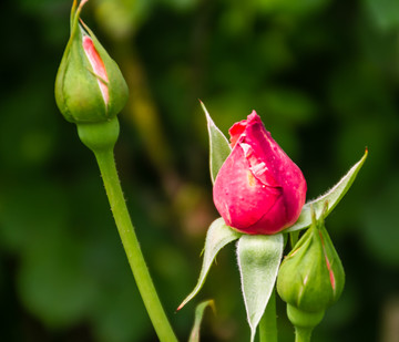 月季花蕾