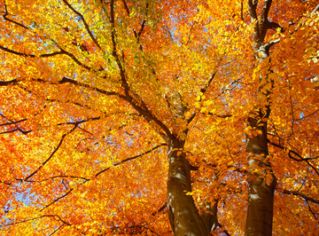 秋天大树