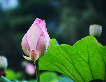 荷花