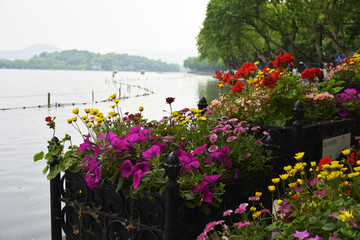 杭州西湖花卉盆栽街景