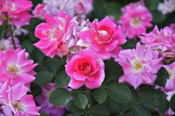 蔷薇花月季花