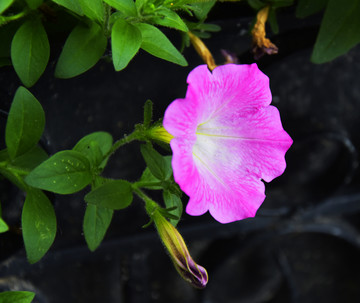 牵牛花喇叭花