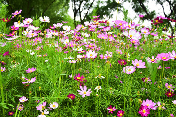 格桑花