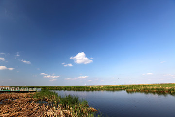 湿地 湿地沼泽 大庆 龙凤