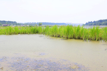 湿地 水洼