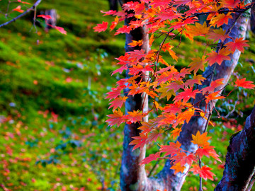 秋天枫树林