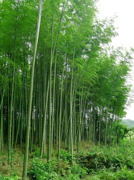 绿竹林 竹子