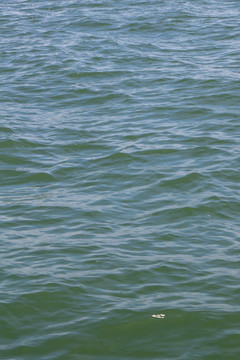 海水