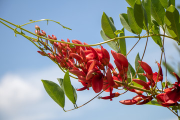 刺桐花