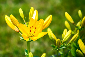 百合花