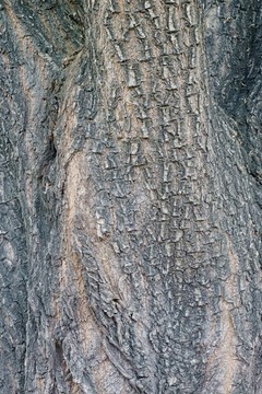 树皮 树纹 纹理
