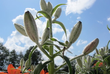 百合花