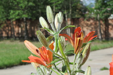 百合花