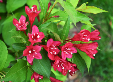 锦带花五色海棠海仙花山脂麻花卉