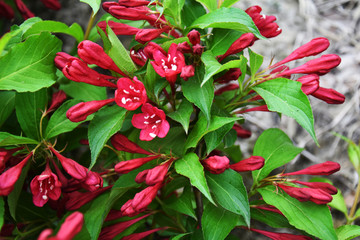 锦带花五色海棠海仙花山脂麻花卉