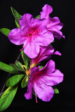 艳山红映山红山石榴杜鹃花花卉