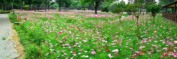 格桑花幸福花