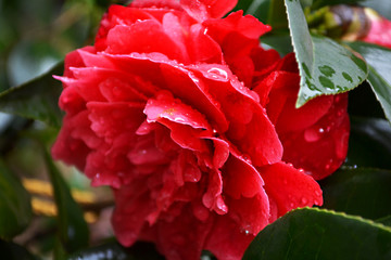 山茶花
