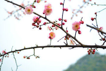 桃花