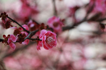 腊梅花