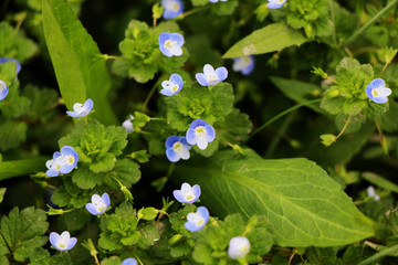 紫色小花